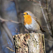 European Robin