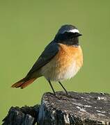 Common Redstart