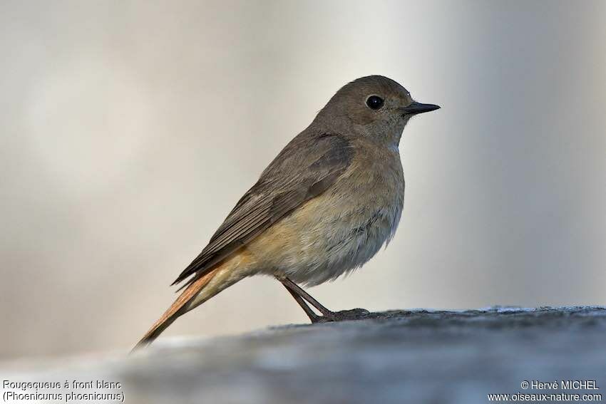 Common Redstart female