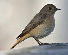 Common Redstart