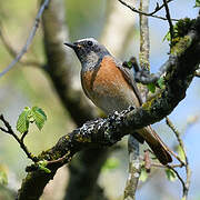 Common Redstart