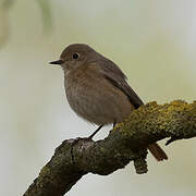 Common Redstart