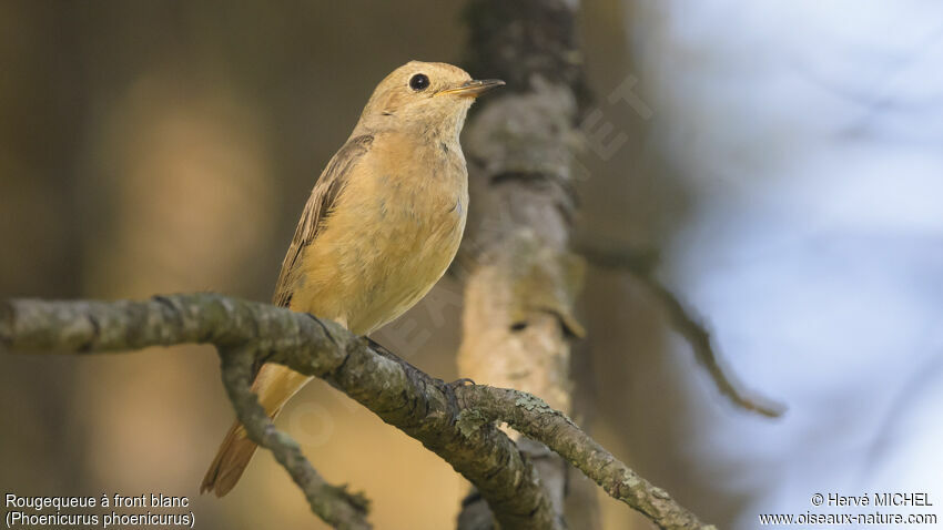 Common Redstart female adult