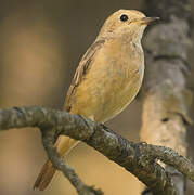 Common Redstart