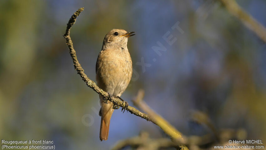 Common Redstart female adult