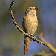 Common Redstart