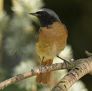 Common Redstart