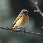 Common Redstart