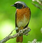 Common Redstart