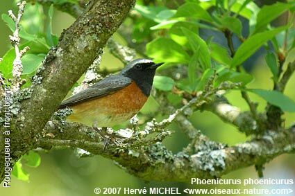 Common Redstart male adult breeding