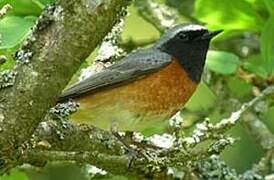 Common Redstart