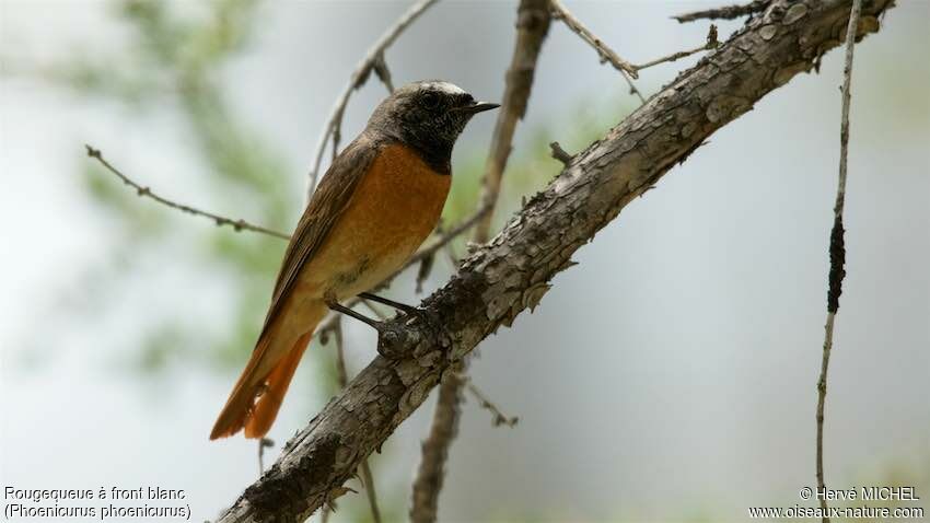 Common Redstart male adult breeding