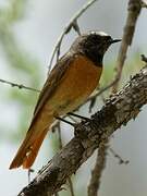 Common Redstart