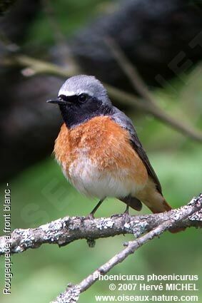 Common Redstart male adult breeding