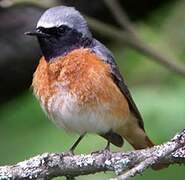 Common Redstart