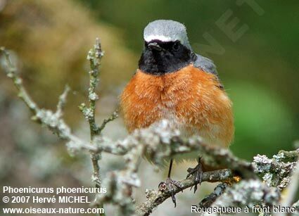 Common Redstart male adult breeding