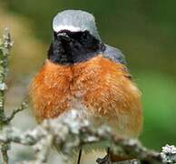 Common Redstart