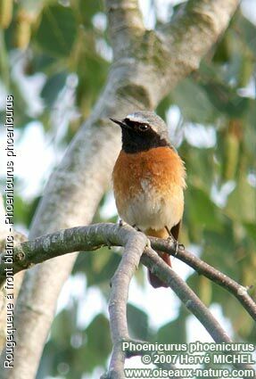 Common Redstart male adult breeding