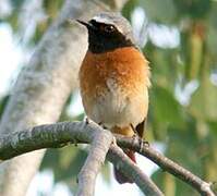 Common Redstart