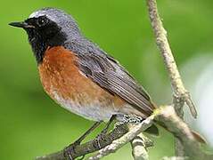 Common Redstart