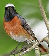 Common Redstart