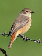 Common Redstart