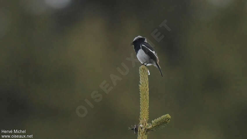 Blue-capped Redstart male adult breeding