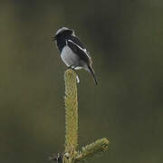 Blue-capped Redstart