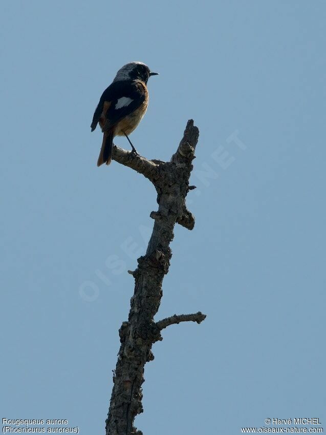 Daurian Redstart male adult breeding