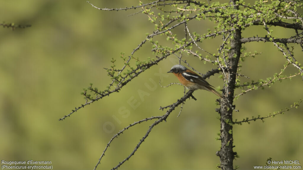 Eversmann's Redstart male adult breeding