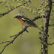 Eversmann's Redstart