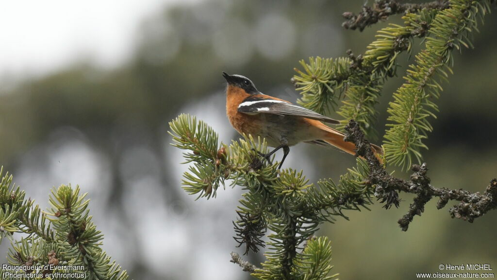 Eversmann's Redstart male adult breeding