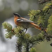 Eversmann's Redstart