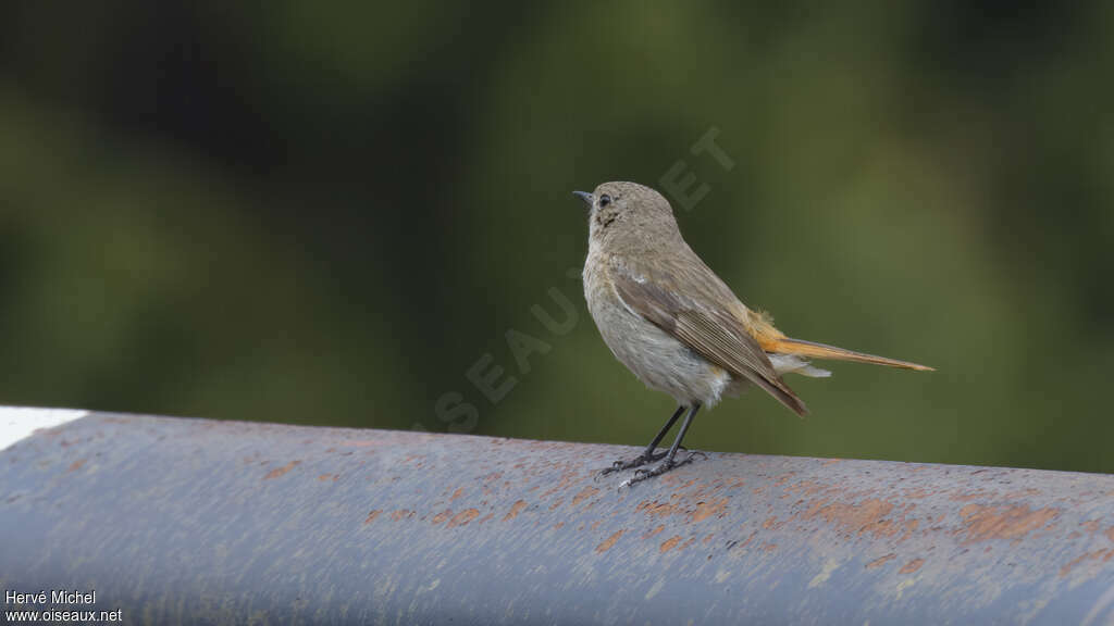 Eversmann's Redstart female adult