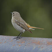 Eversmann's Redstart