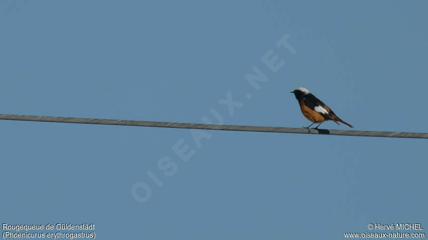 Güldenstädt's Redstart male adult breeding