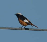 Güldenstädt's Redstart