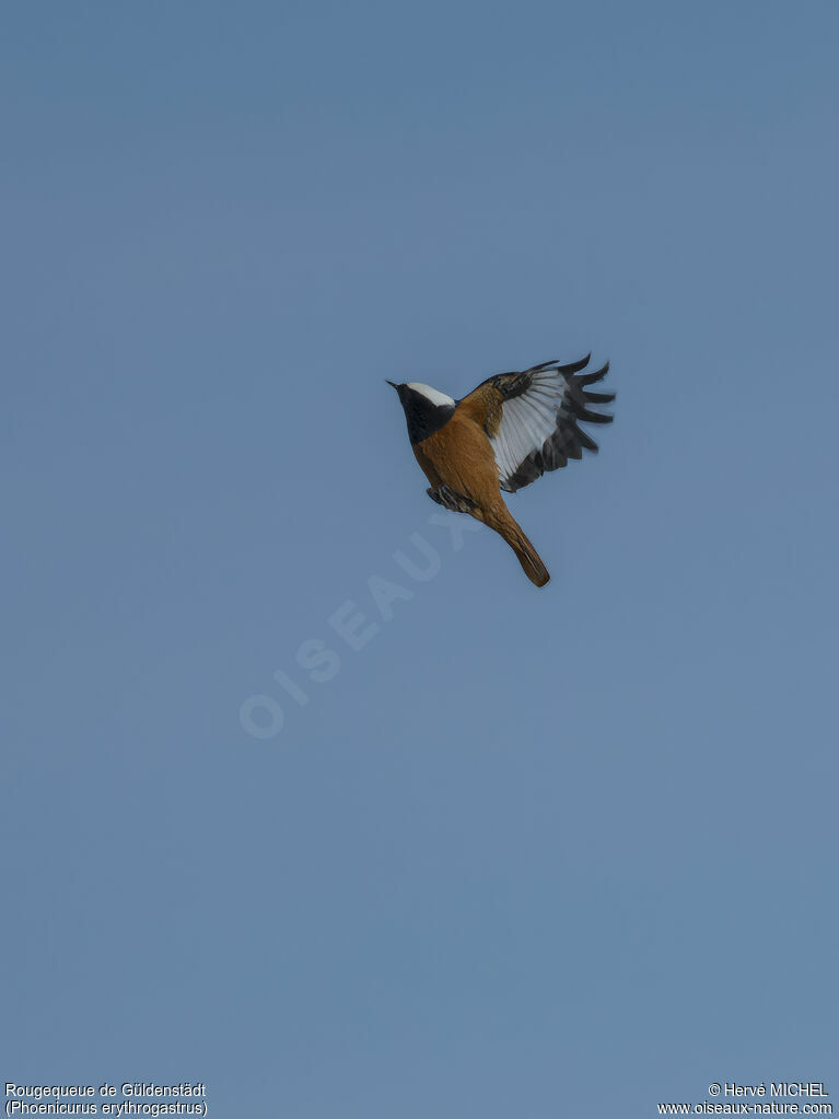 Güldenstädt's Redstart male adult breeding