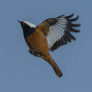 Güldenstädt's Redstart