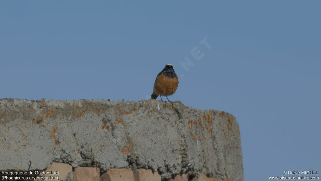 Güldenstädt's Redstart