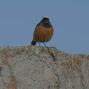 Güldenstädt's Redstart