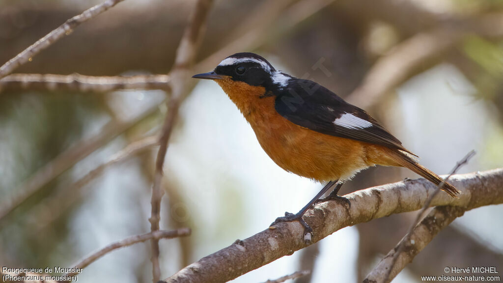 Moussier's Redstart male adult breeding, identification