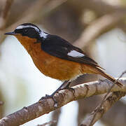 Moussier's Redstart