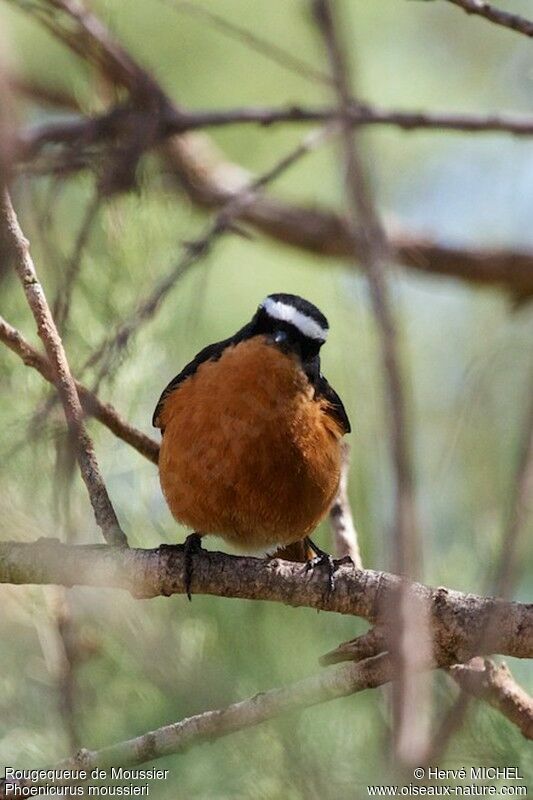 Moussier's Redstart male adult breeding