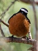 Moussier's Redstart