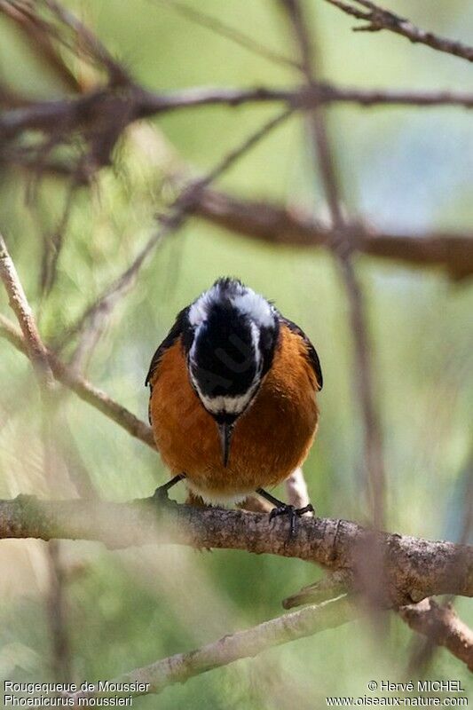 Moussier's Redstart male adult breeding