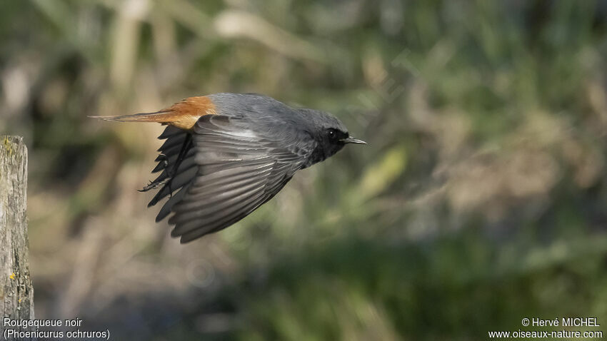 Black Redstart male adult breeding