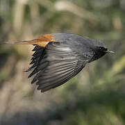 Black Redstart