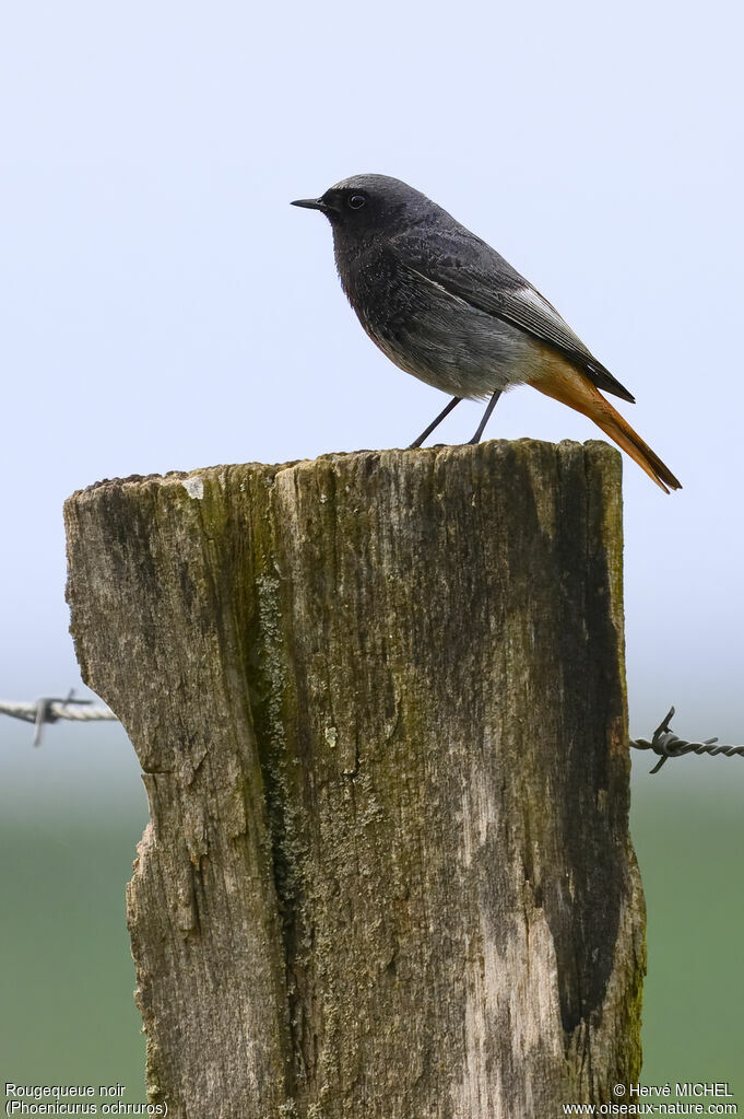 Black Redstart male adult breeding