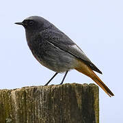 Black Redstart